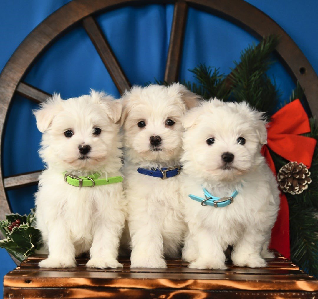 Malteser Welpen kaufen